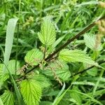 Urtica dioicaDeilen