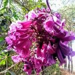Jacaranda caroba Kwiat
