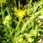 Saxifraga aizoides Virág