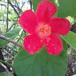 Hibiscus martianus Flower