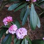 Rhododendron fulvum Flor