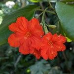 Cordia sebestenaFlower