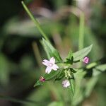 Epilobium ciliatum Flower