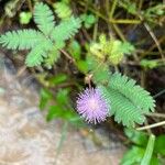 Mimosa pudicaFiore