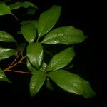 Pouteria glomerata Φύλλο