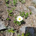 Ranunculus alpestris Blomst