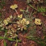 Lomatium dasycarpum Хабит