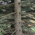 Abies cephalonica Casca