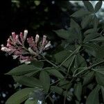 Aesculus pavia Flower