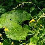 Petasites hybridus Frunză