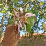 Bauhinia purpurea Virág