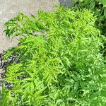 Datisca cannabina موطن