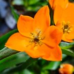 Ornithogalum dubium Flor