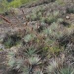 Dyckia encholirioides Hábito