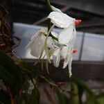 Aerangis luteoalba Flower