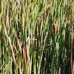 Typha orientalis Habit