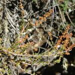 Adenostoma fasciculatum Fruto