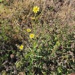 Launaea hafunensis Flower