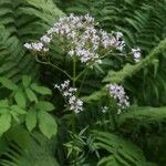 Valeriana officinalis Blomst