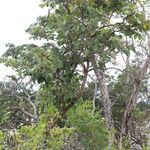 Markhamia obtusifolia عادت