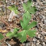 Geranium viscosissimum Blad