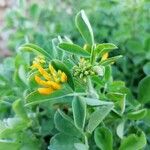 Medicago arborea Φύλλο