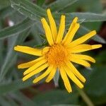 Inula ensifolia Hoja