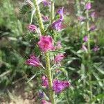 Echium creticum Flower