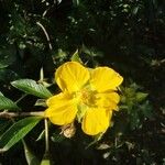 Ludwigia peruviana Λουλούδι