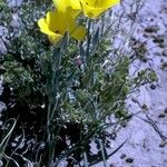 Calochortus aureus Blüte