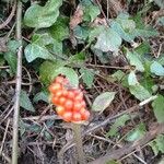 Arum italicumफूल