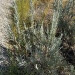 Artemisia cana List