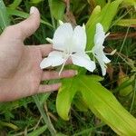 Hedychium coronarium 花
