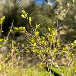 Flueggea tinctoria Leaf