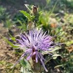 Carthamus caeruleus പുഷ്പം