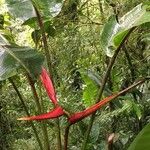Heliconia monteverdensis Other