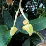 Stanhopea radiosa