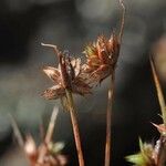 Juncus capitatus Плід