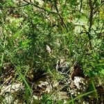 Juniperus communis Συνήθη χαρακτηριστικά