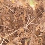 Ononis pubescens 樹皮