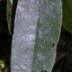 Chrysochlamys silvicola 叶