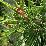 Pinus bungeana Liść