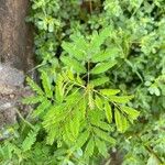 Desmanthus virgatus Leaf