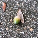 Quercus fusiformis Fruit