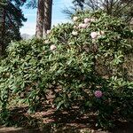 Rhododendron pudorosum Hábito