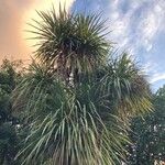 Cordyline australisDeilen