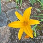 Hemerocallis dumortieri Квітка
