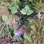 Hepatica nobilis Hàbitat