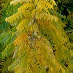 Juglans nigra Mbuma