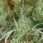 Searsia lancea Lorea